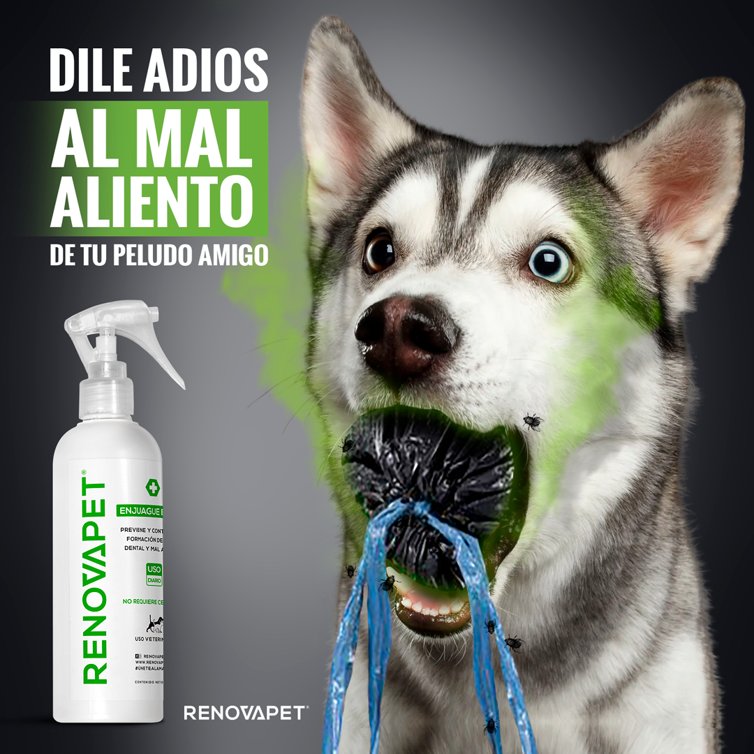 🐾RENOVAPET 🐶 Adiós Al Sarro 😻