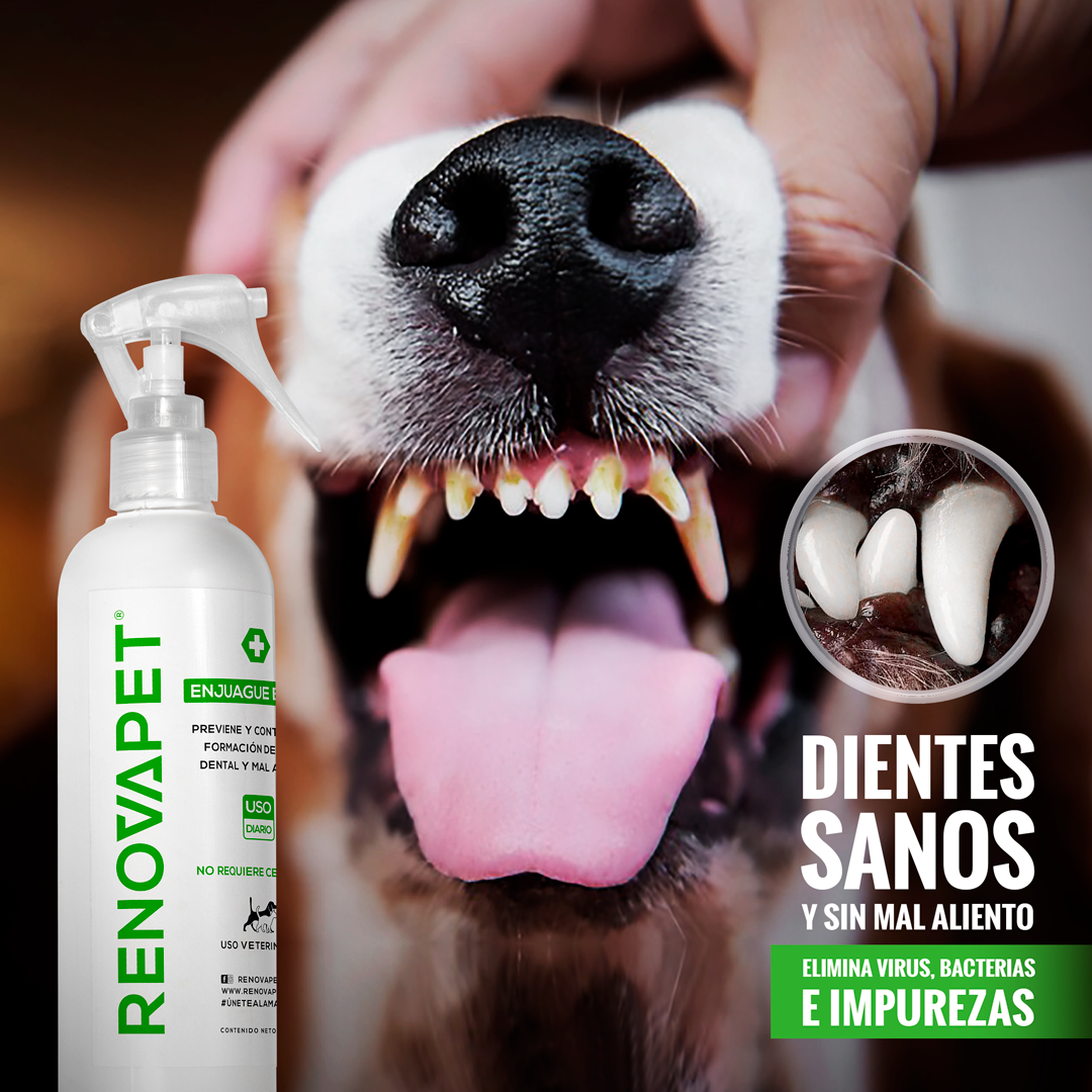🐾RENOVAPET 🐶 Adiós Al Sarro 😻